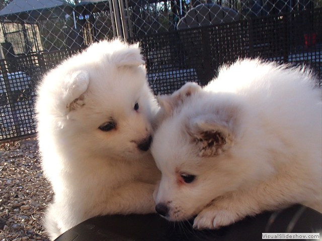 pups-7
