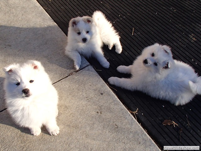 pups-9