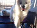 pups-2