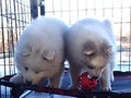 pups-3