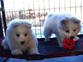pups-4
