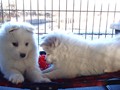 pups-5