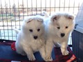 pups-6