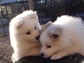 pups-7
