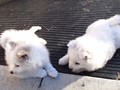 pups-8