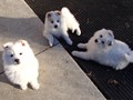 pups-9