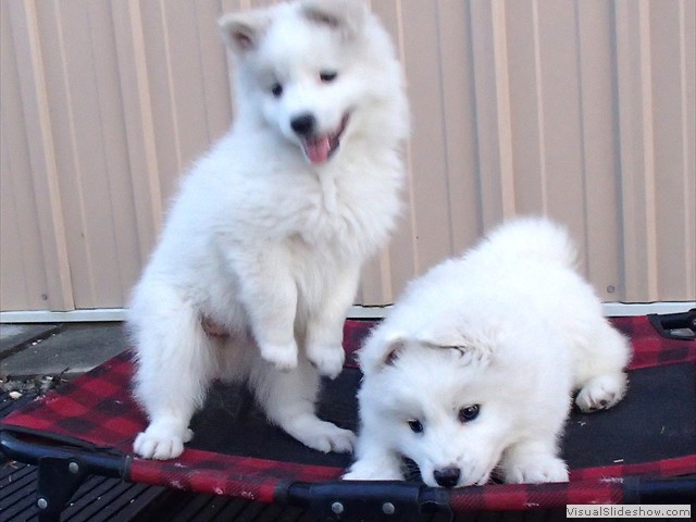 pups-1