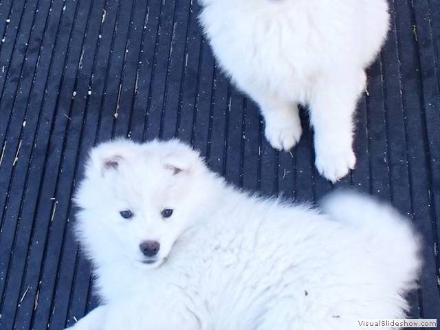 pups-10