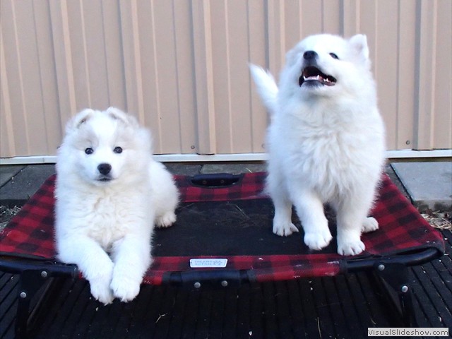 pups-11