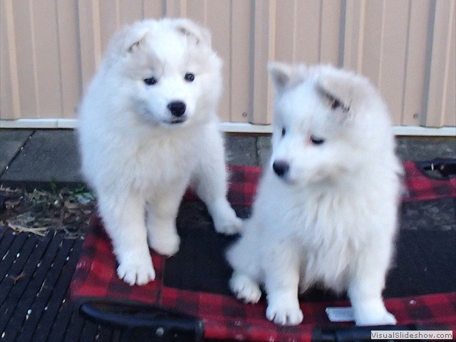 pups-12