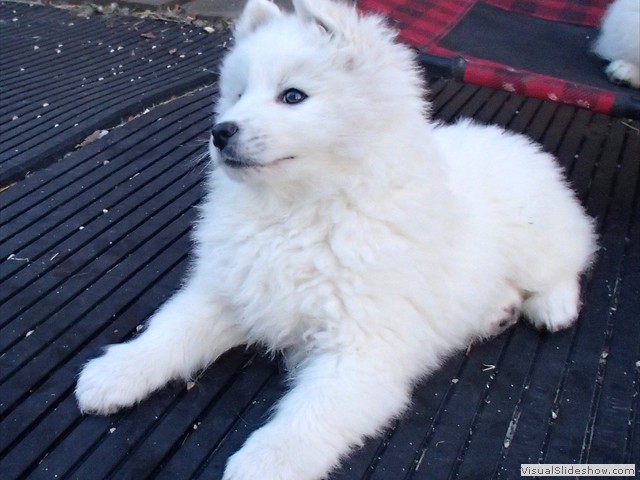 pups-13