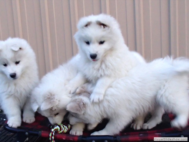pups-2