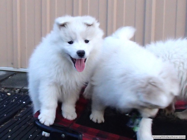 pups-3