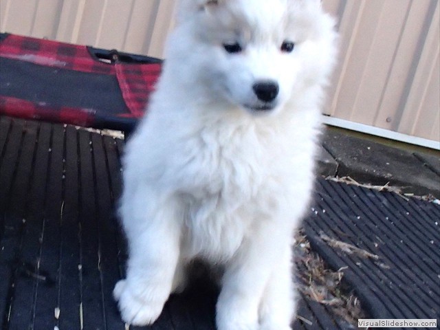 pups-4