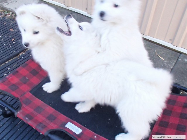 pups-6