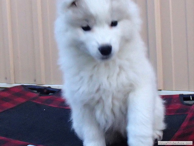 pups-7