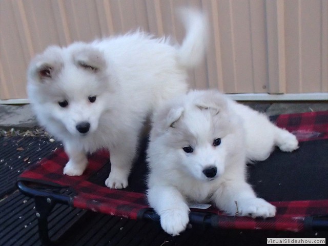 pups-8
