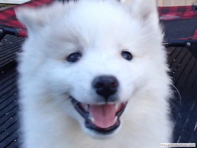 pups-9