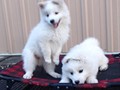pups-1
