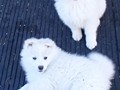 pups-10