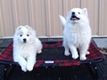 pups-11