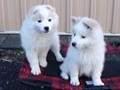 pups-12
