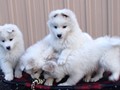 pups-2