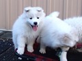 pups-3