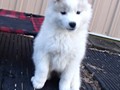 pups-4