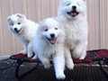pups-5
