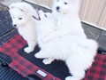 pups-6