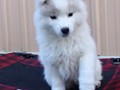 pups-7