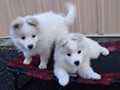 pups-8