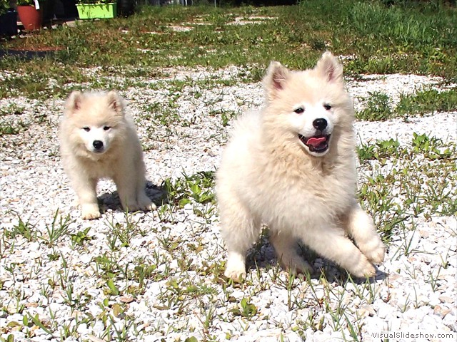 pups-1