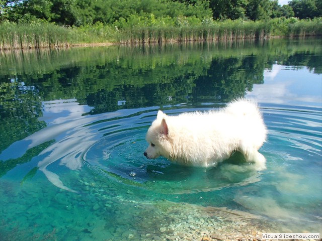 pups-4