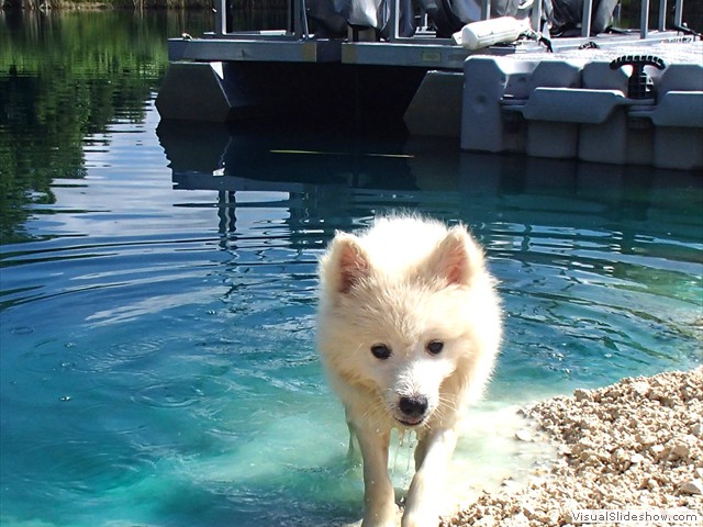 pups-5