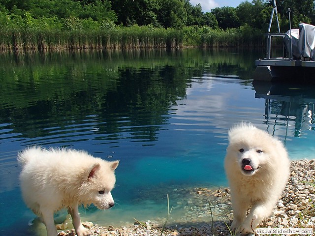 pups-6