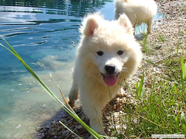 pups-7