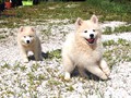 pups-1