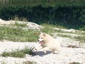 pups-2