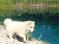 pups-3
