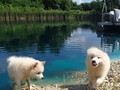 pups-6