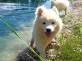 pups-7