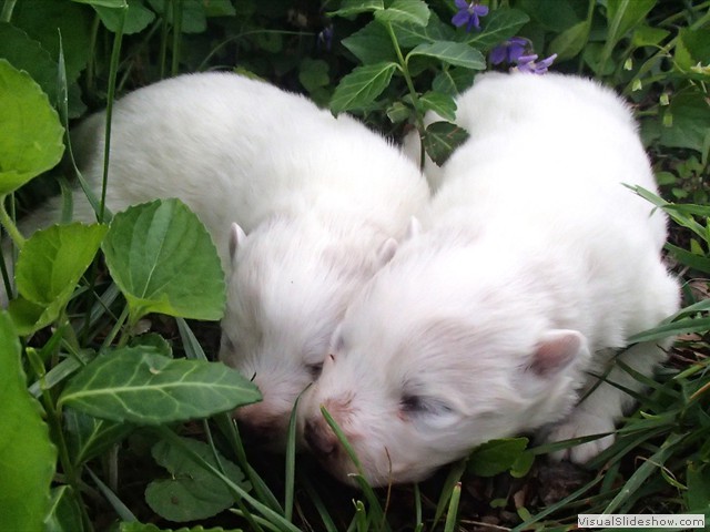 pups-1
