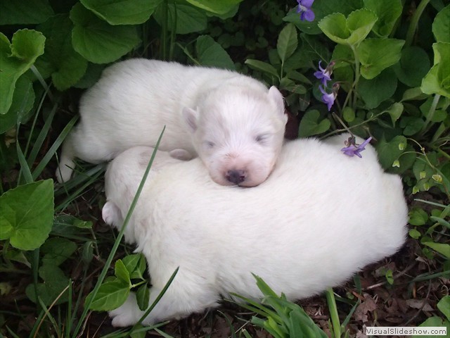 pups-2