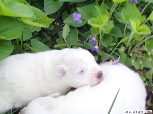 pups-3