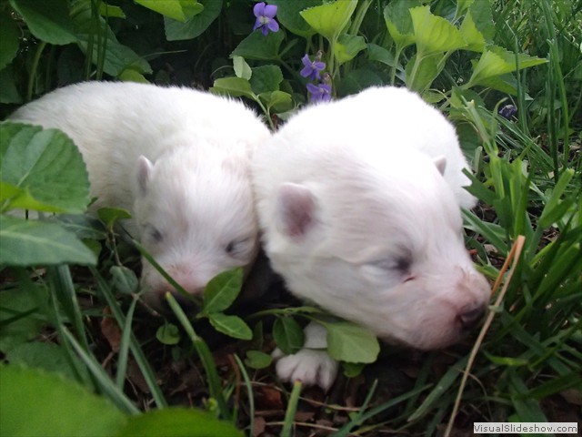 pups-4