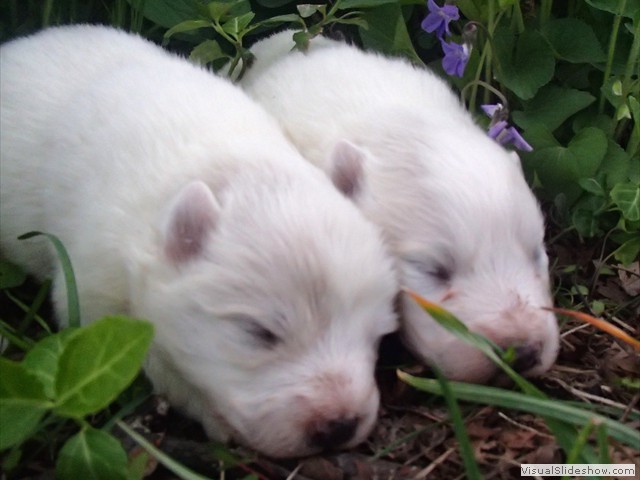 pups-6