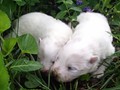 pups-1