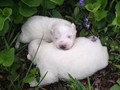pups-2